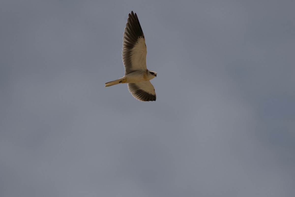 Black-winged Kite - ML619172241