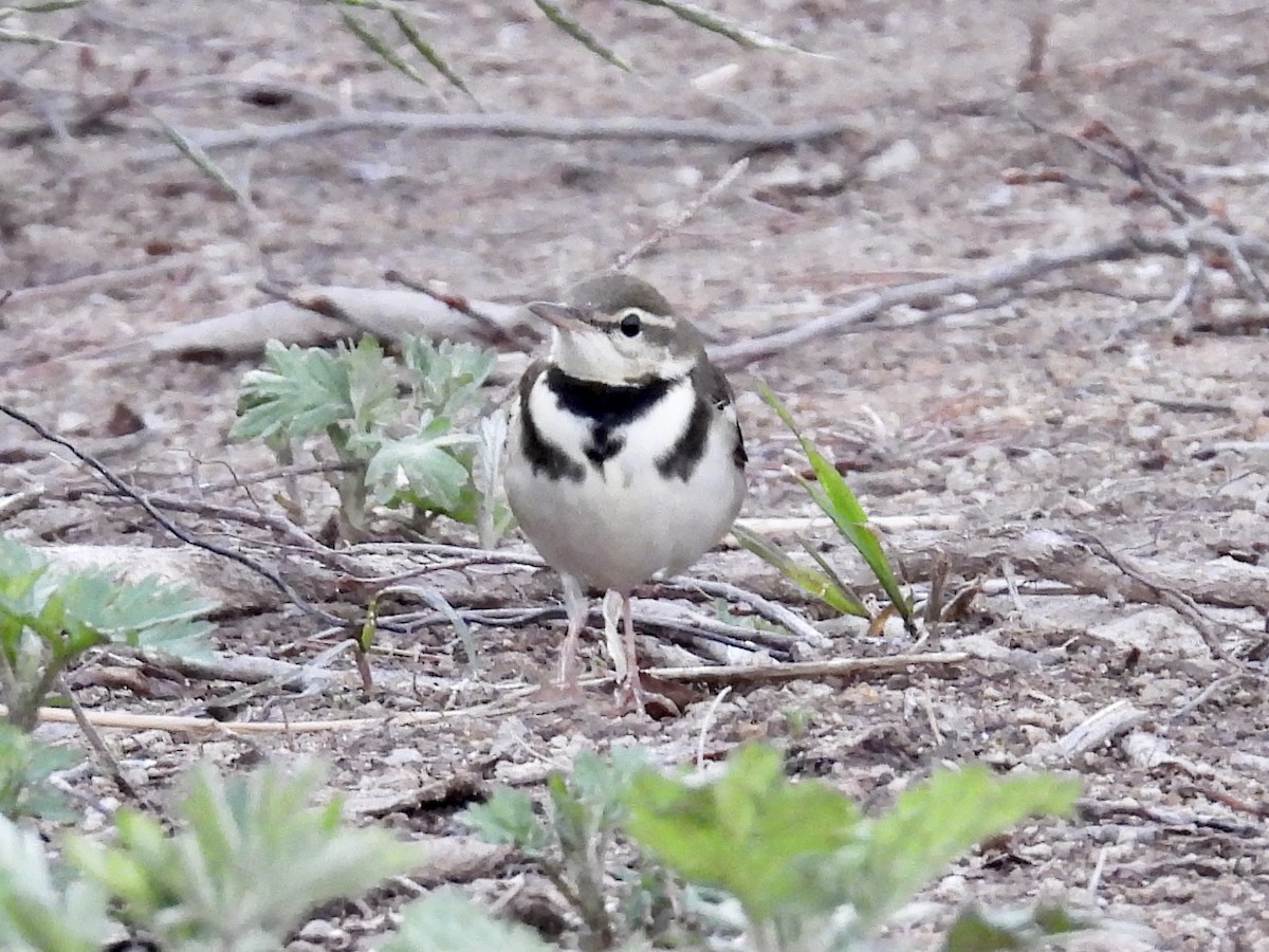 Forest Wagtail - ML619172250