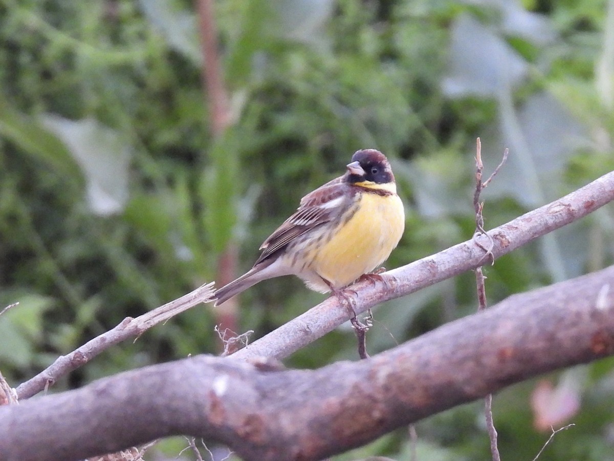Yellow-breasted Bunting - ML619172257