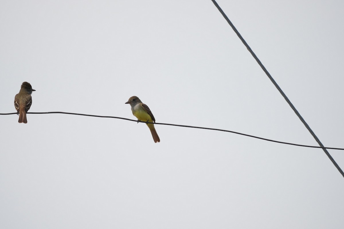 Great Crested Flycatcher - ML619172282
