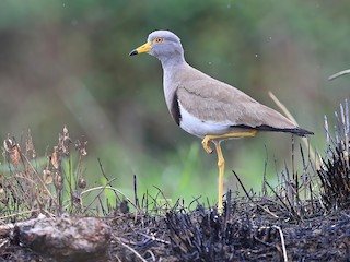  - Gray-headed Lapwing