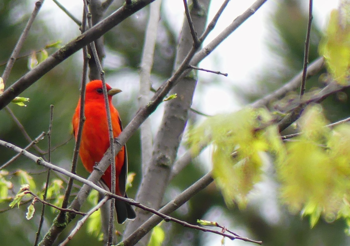 Scarlet Tanager - ML619172343