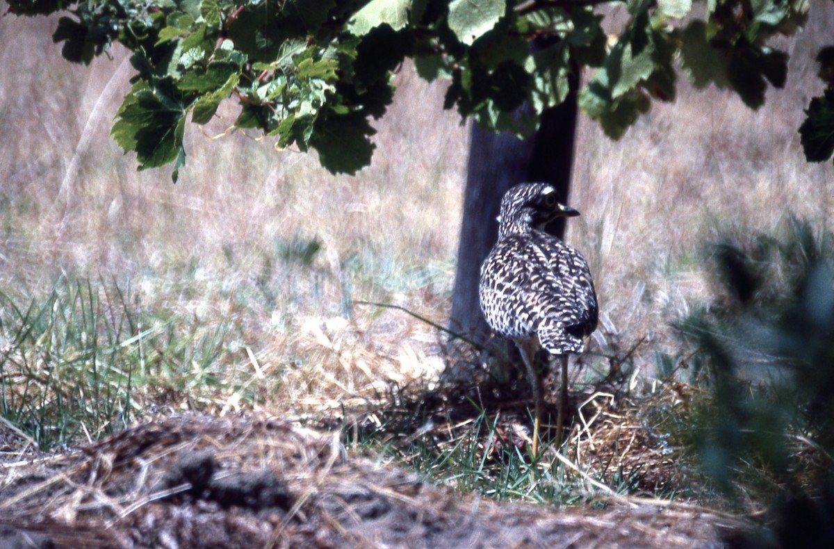 Spotted Thick-knee - ML619172346