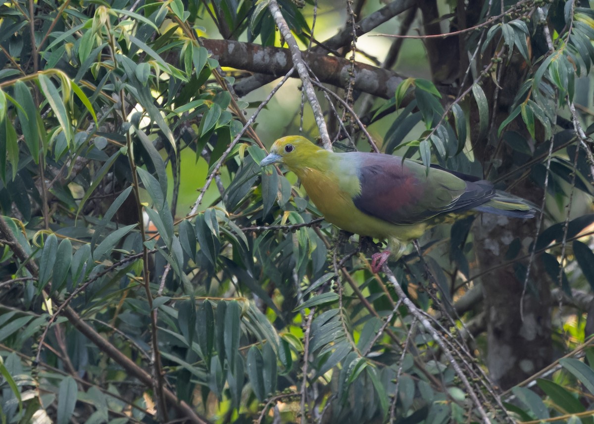 Wedge-tailed Green-Pigeon - ML619172383