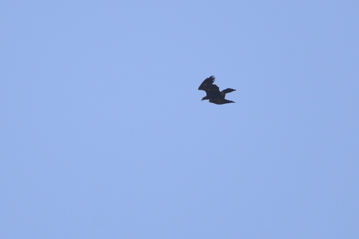 Wedge-tailed Eagle - ML619172399