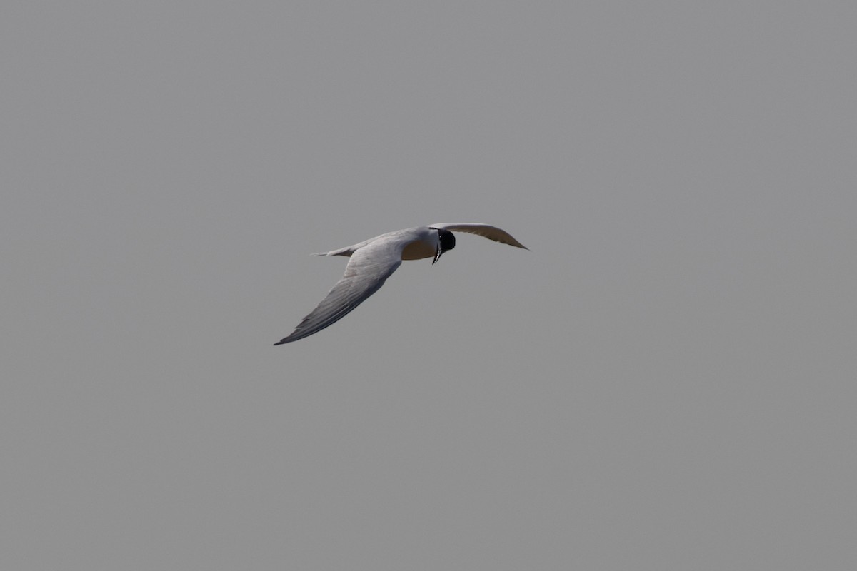 Gull-billed Tern - ML619172498