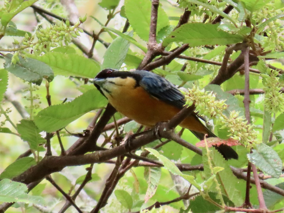 Chestnut-bellied Mountain Tanager - ML619172528