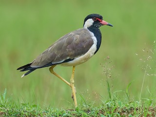  - Red-wattled Lapwing