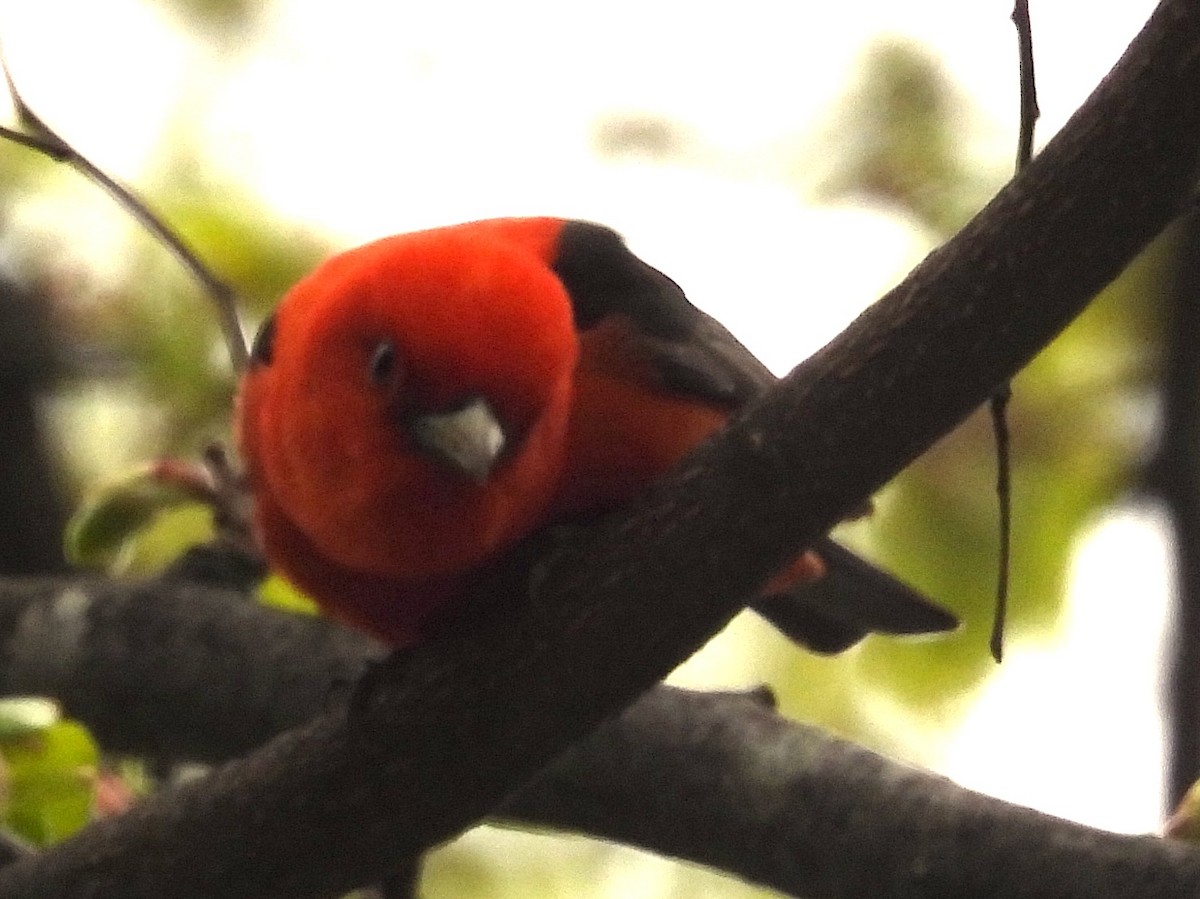Scarlet Tanager - ML619172636