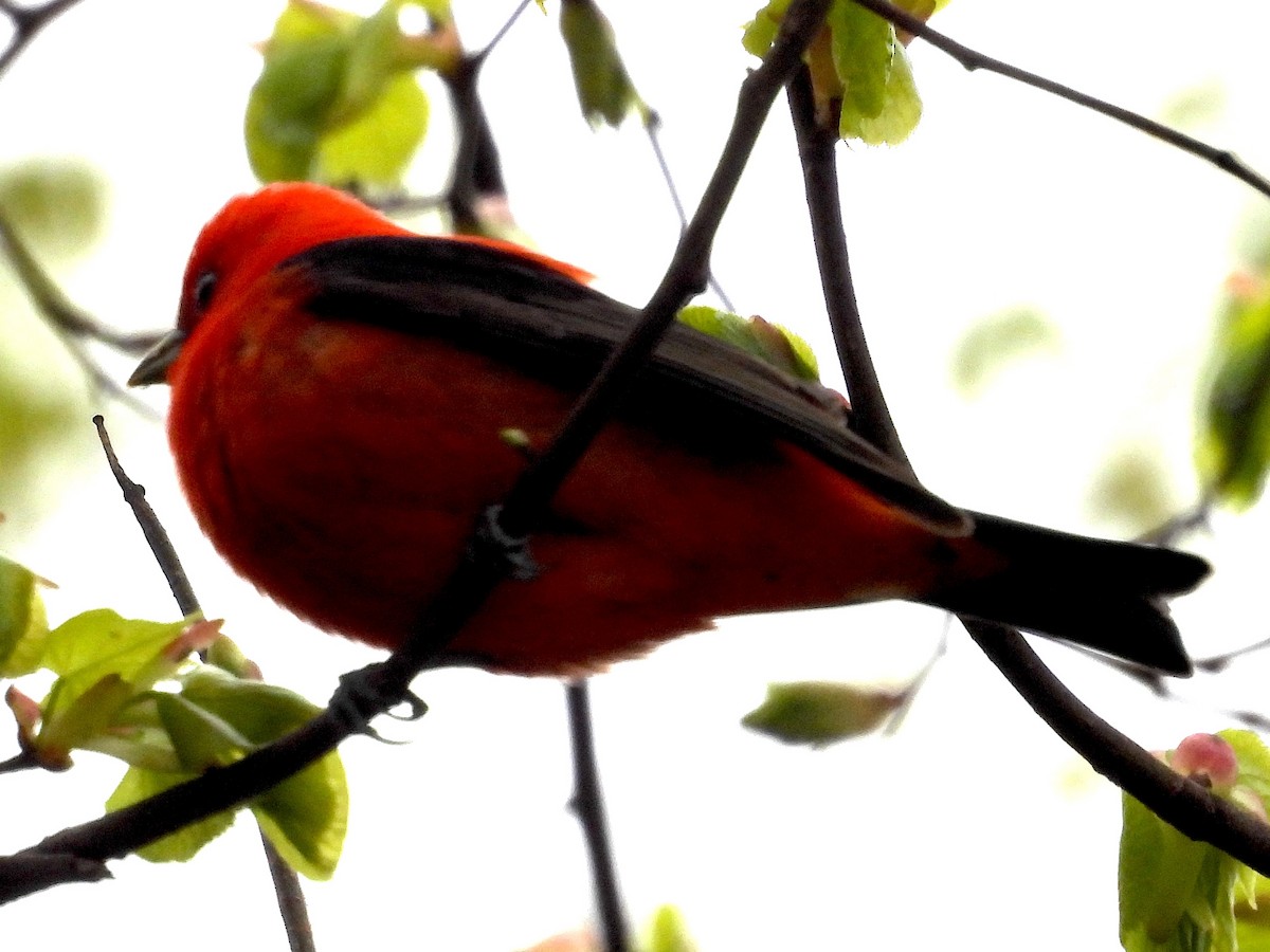Scarlet Tanager - ML619172637