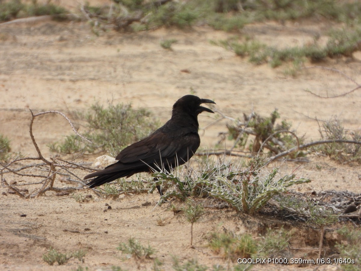 Somali Crow - ML619172706