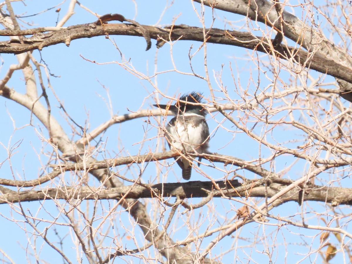 Belted Kingfisher - ML619172712
