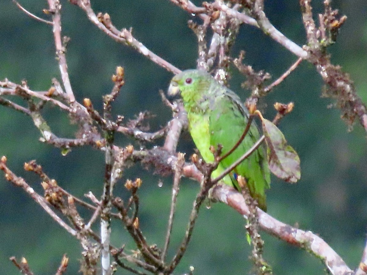 Scaly-naped Parrot - ML619172736