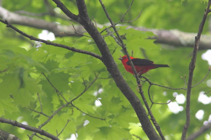 Scarlet Tanager - ML619172826