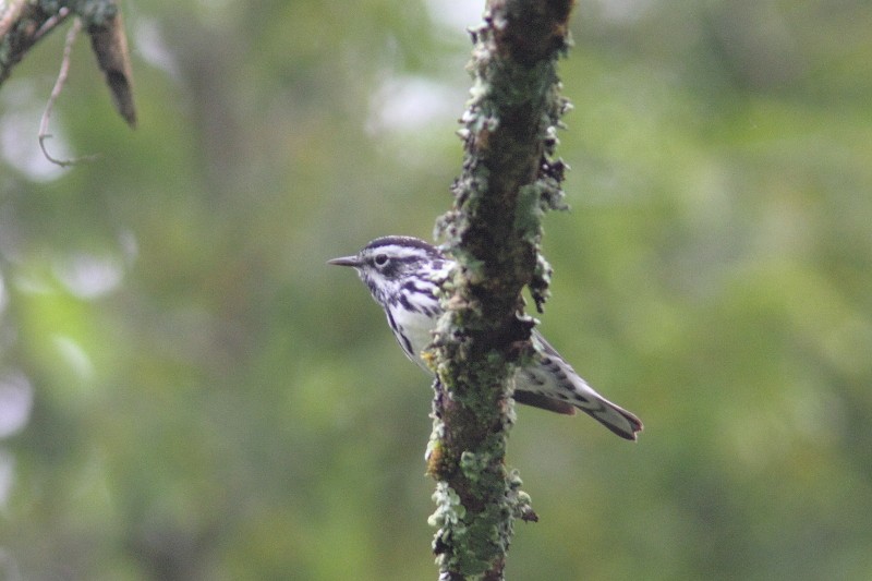 Black-and-white Warbler - ML619172850