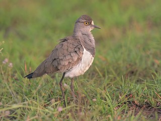  - Senegal Lapwing