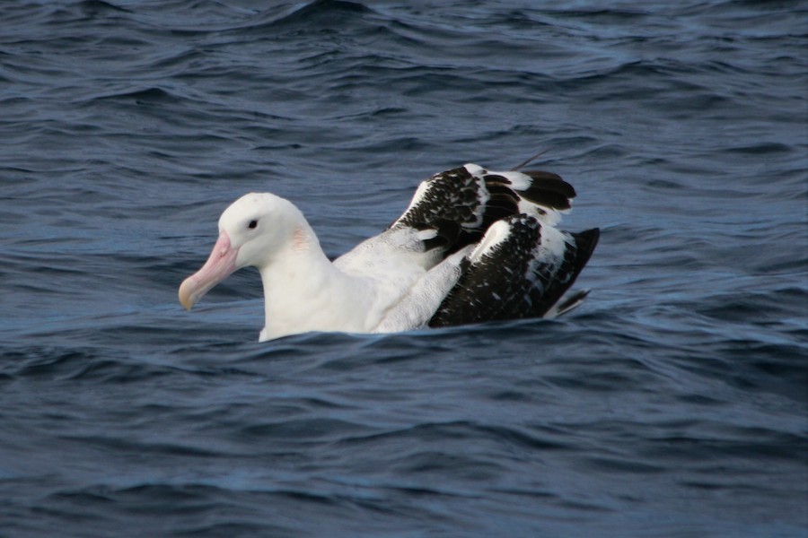 Antipodean Albatross (gibsoni) - ML619172901