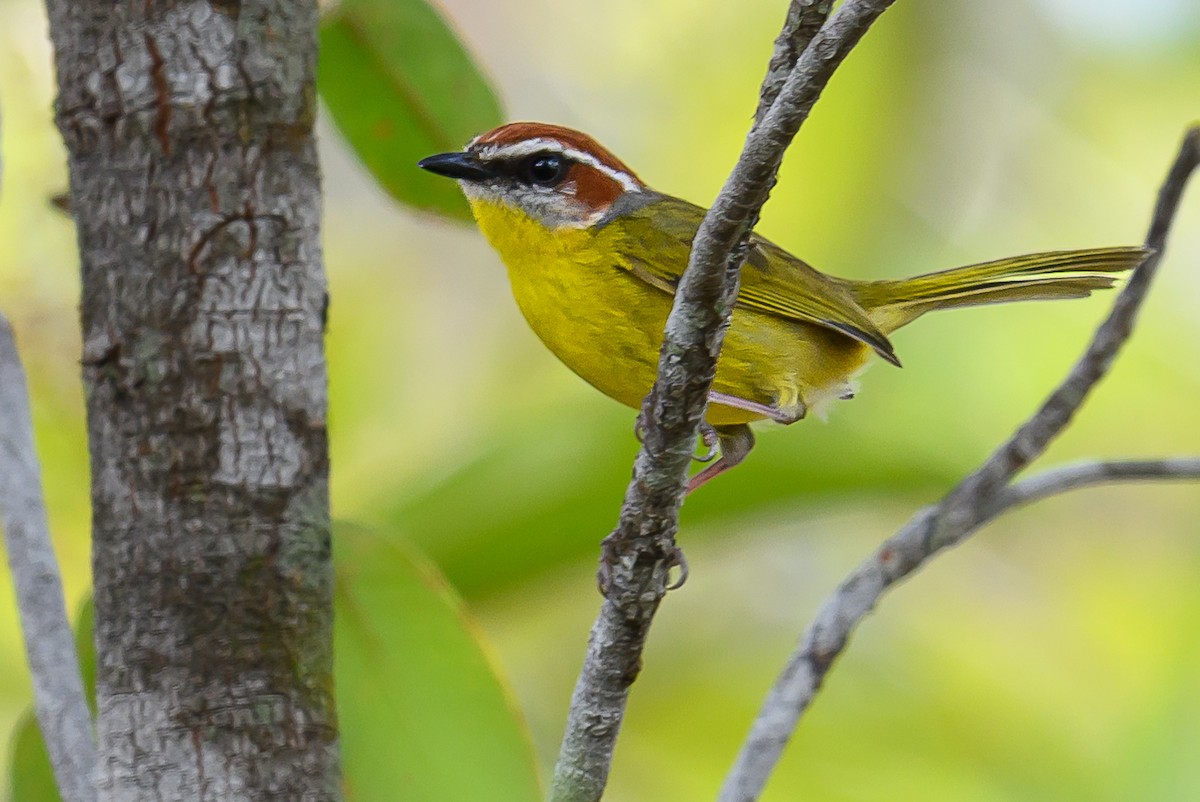Rufous-capped Warbler - ML619172902