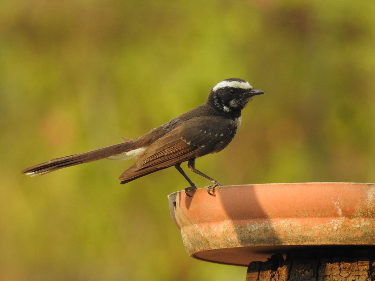 White-browed Fantail - ML619172911