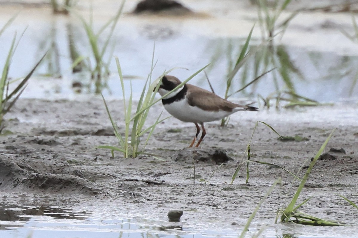 Semipalmated Plover - ML619172999