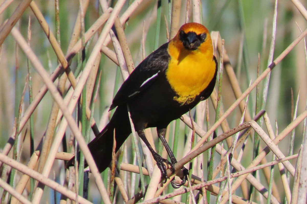 Yellow-headed Blackbird - ML619173073