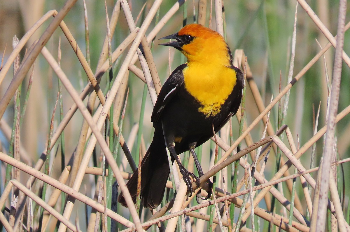 Yellow-headed Blackbird - ML619173074