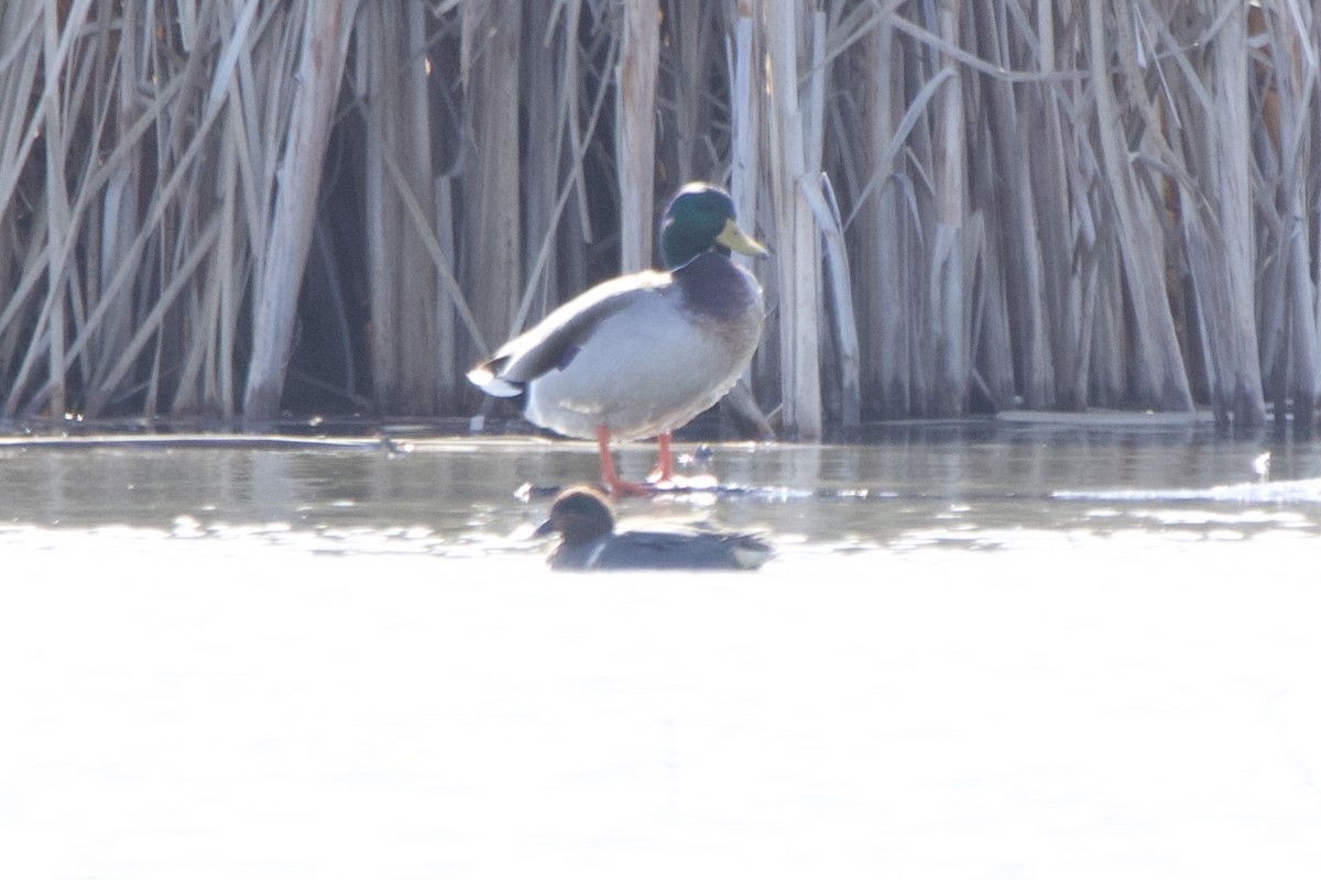 Green-winged Teal - ML619173079