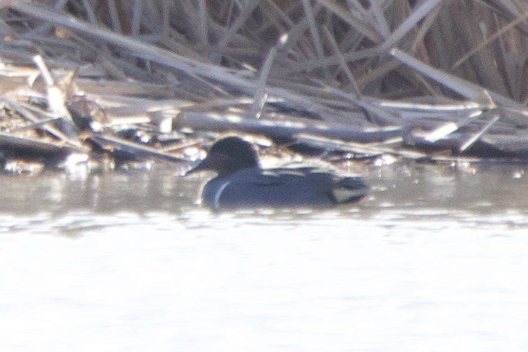 Green-winged Teal - ML619173080