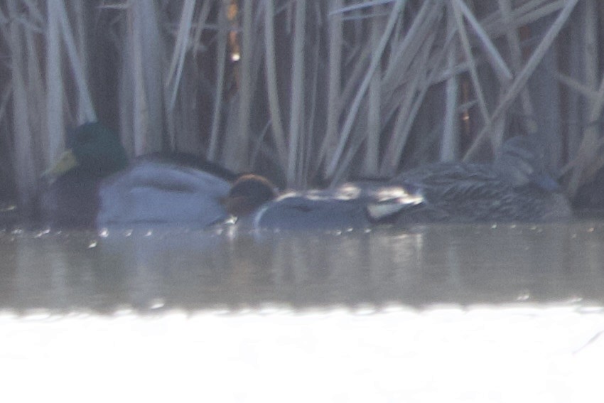 Green-winged Teal - ML619173082