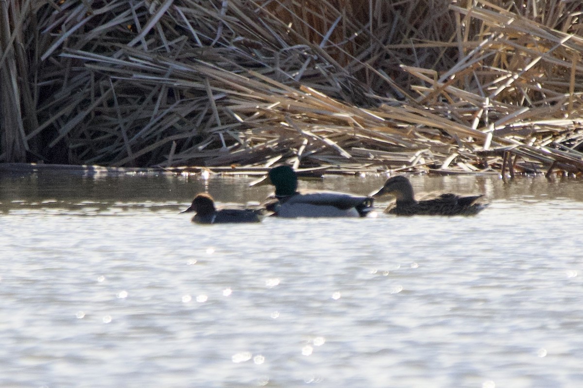 Green-winged Teal - ML619173086