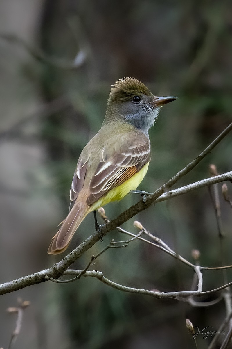 Great Crested Flycatcher - ML619173117