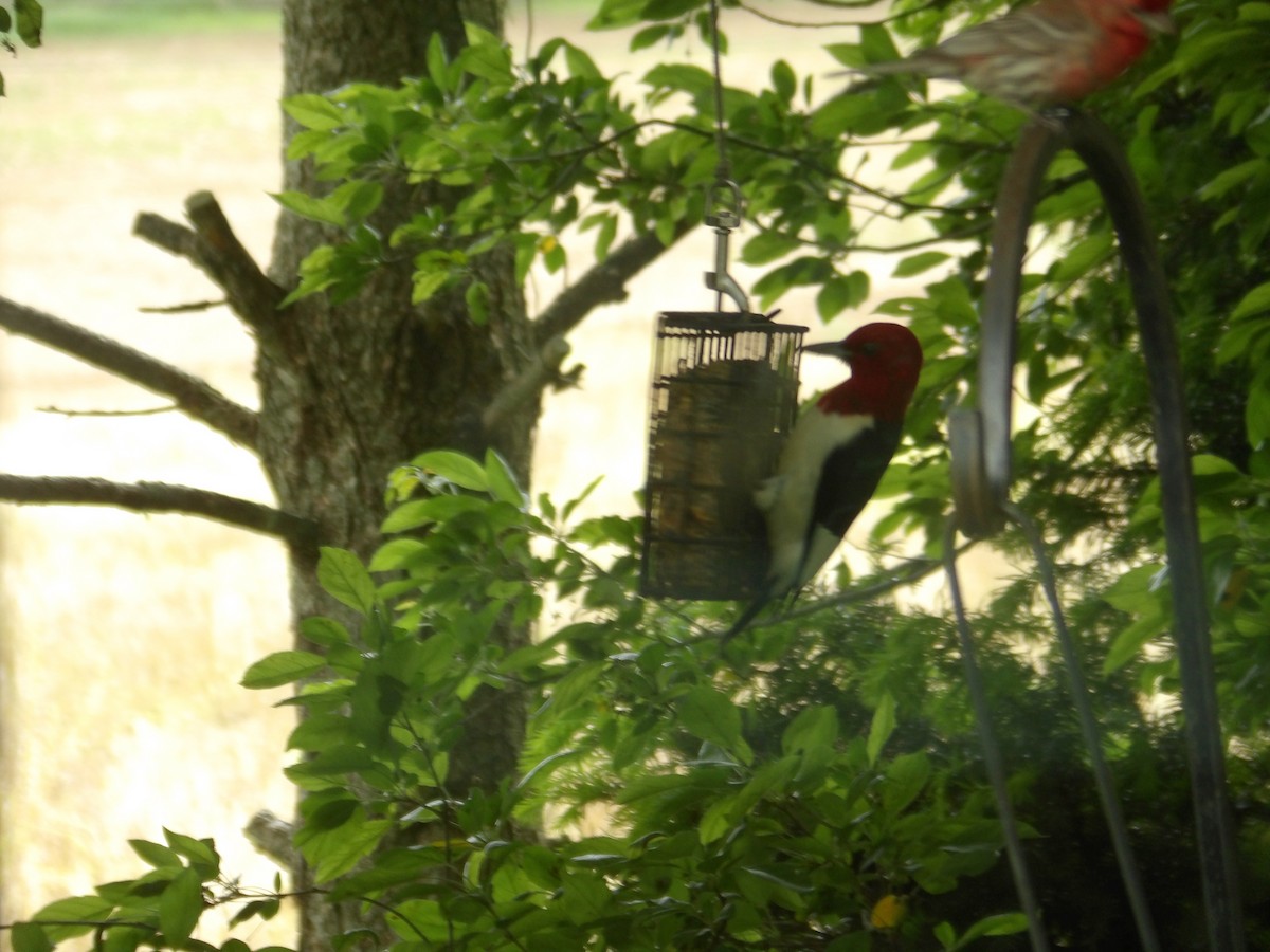 Red-headed Woodpecker - ML619173135