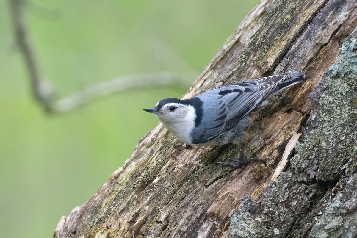 White-breasted Nuthatch (Eastern) - ML619173181