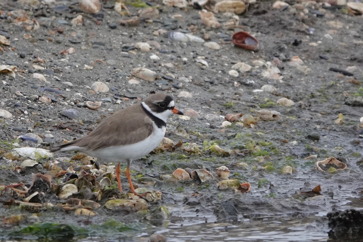Semipalmated Plover - ML619173212