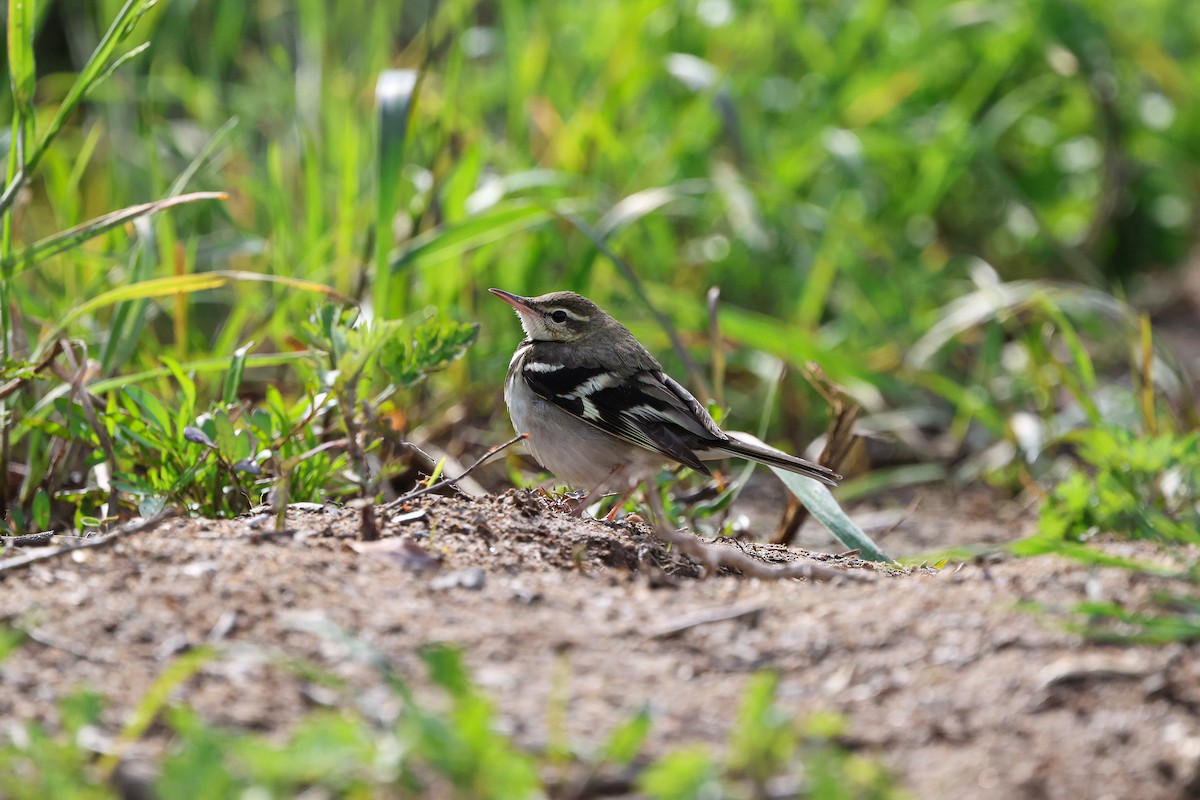 Forest Wagtail - ML619173237