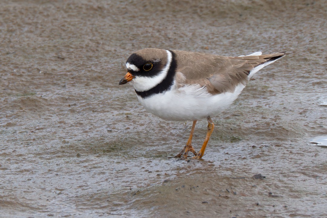 Semipalmated Plover - ML619173242