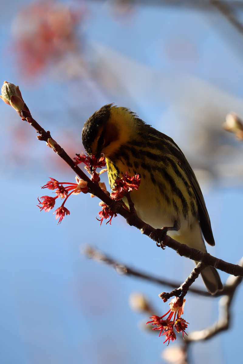 Cape May Warbler - ML619173253