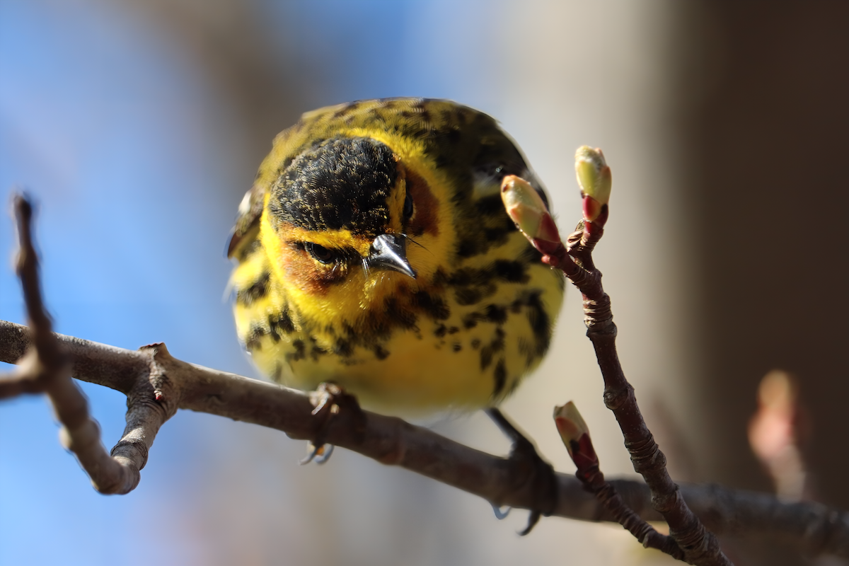 Cape May Warbler - ML619173254