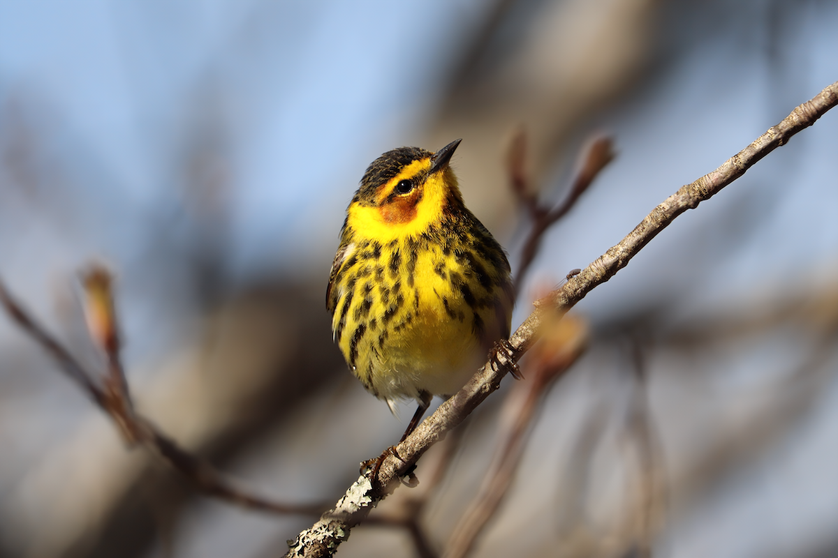 Cape May Warbler - ML619173255