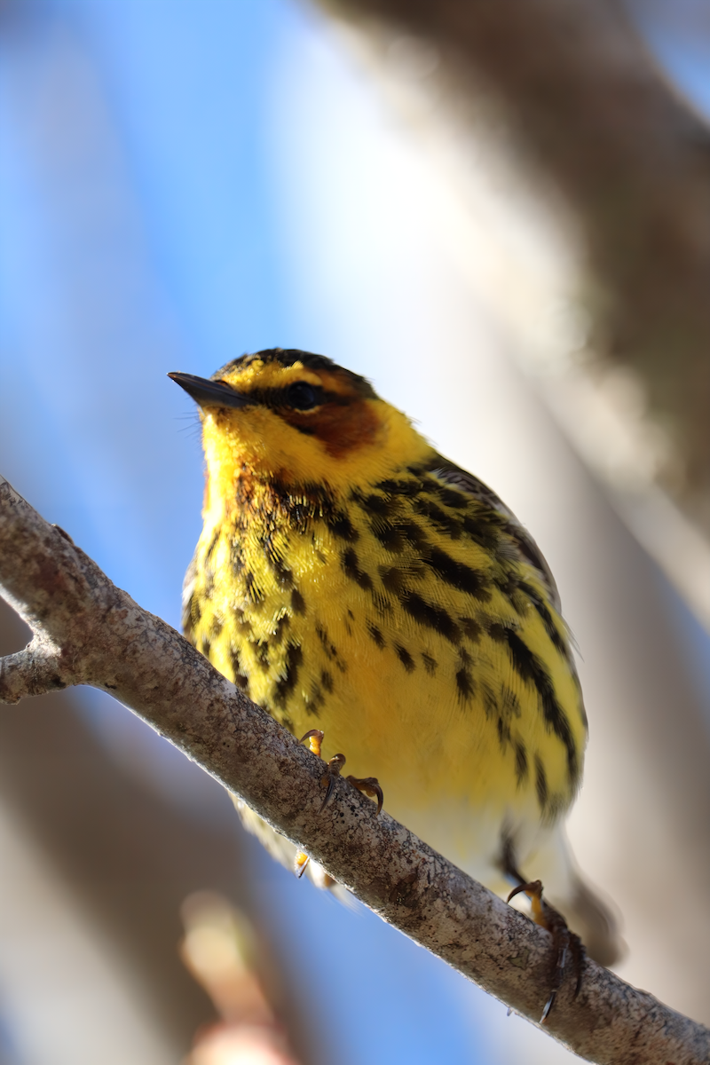 Cape May Warbler - ML619173256