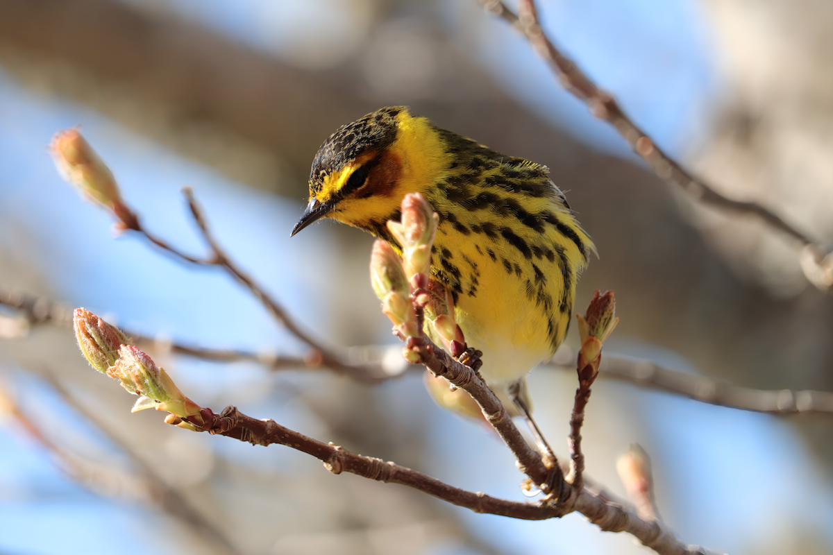 Cape May Warbler - ML619173257