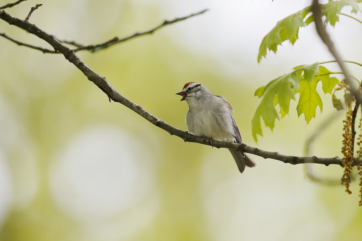 Chipping Sparrow - ML619173327