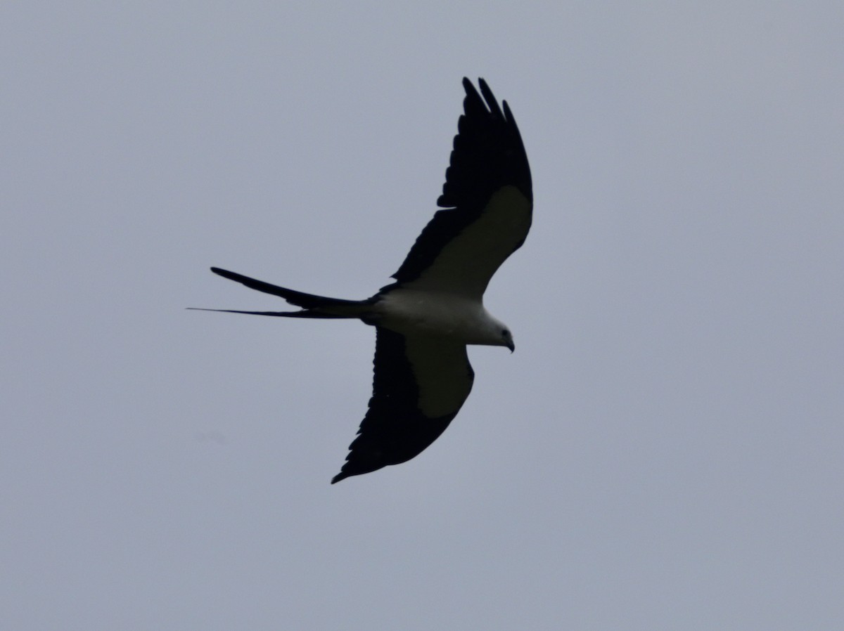 Swallow-tailed Kite - ML619173358