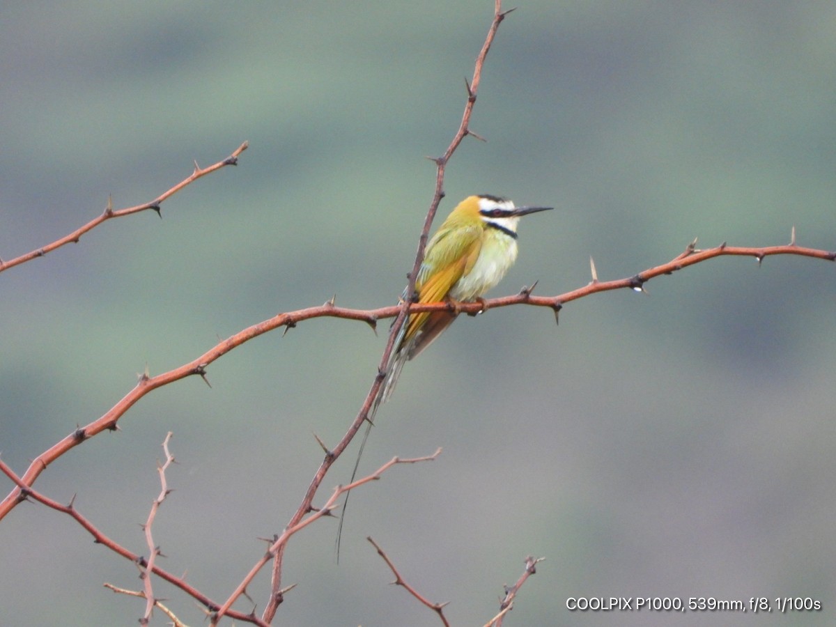 White-throated Bee-eater - ML619173447