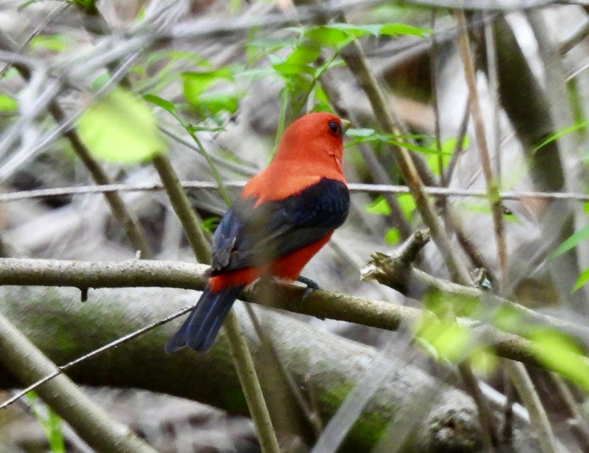 Scarlet Tanager - ML619173454