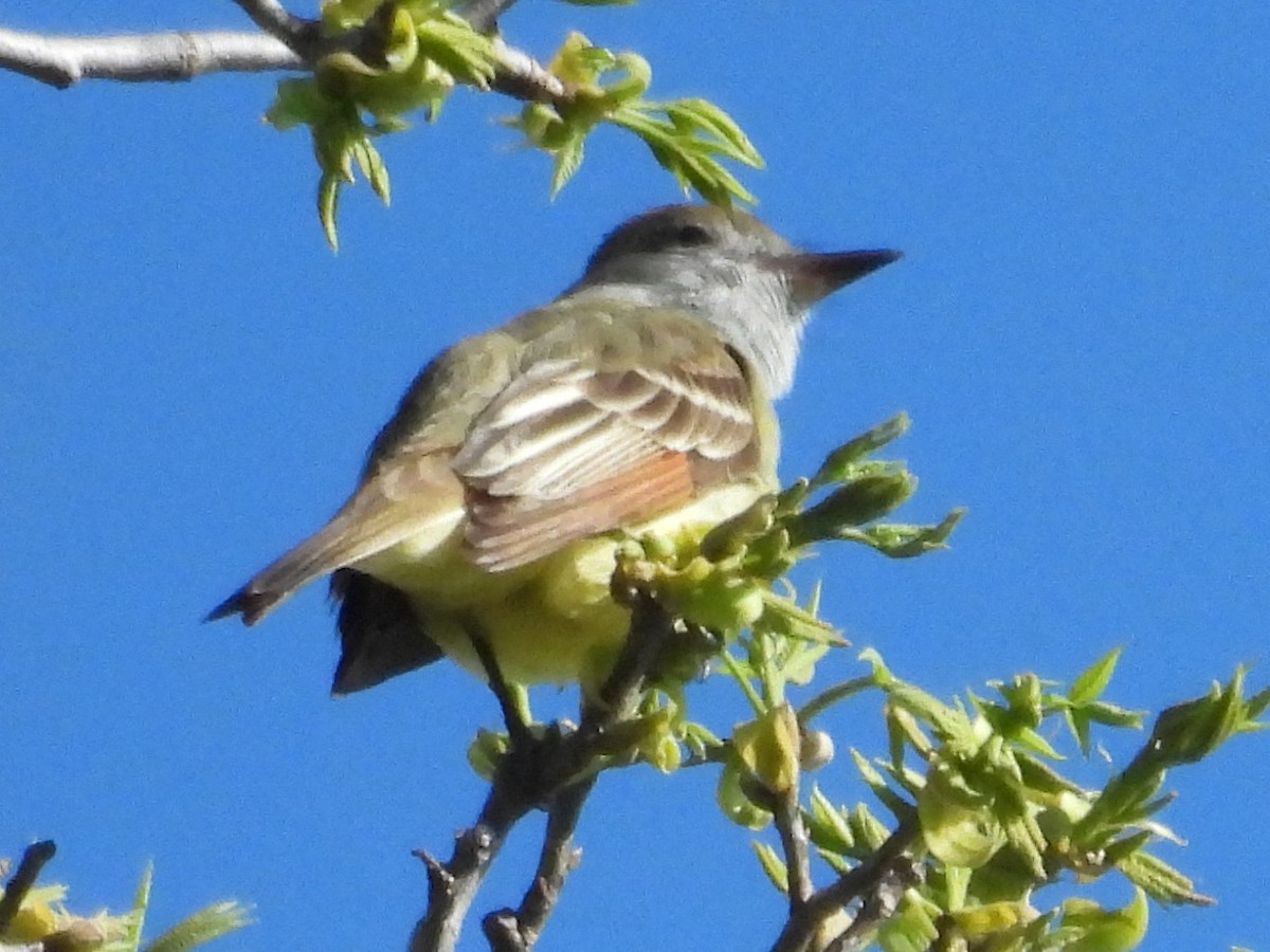 Great Crested Flycatcher - ML619173461