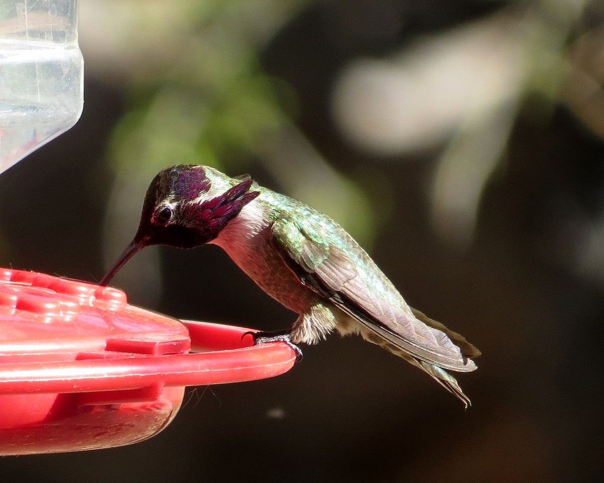 Costa's Hummingbird - ML619173481