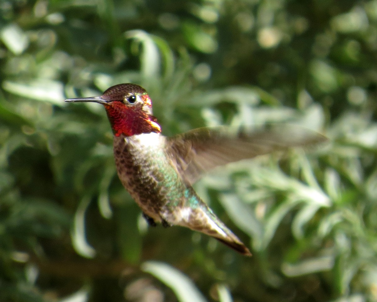 Anna's Hummingbird - ML619173483