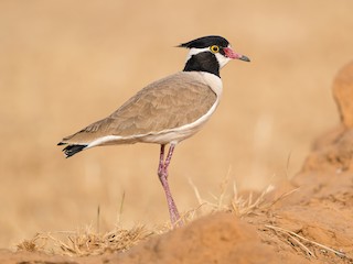  - Black-headed Lapwing