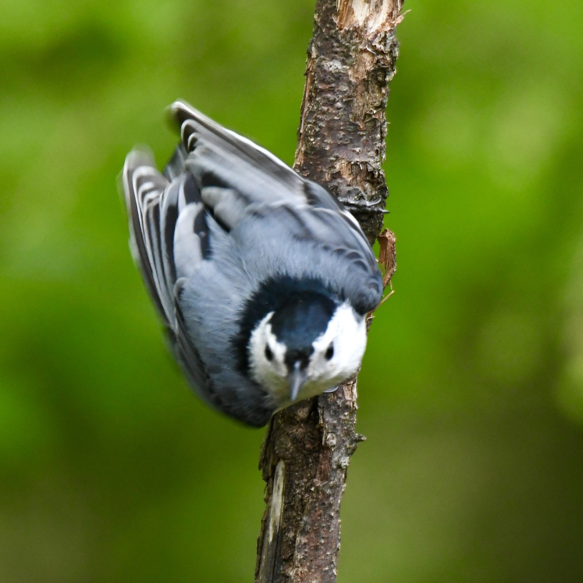 White-breasted Nuthatch - ML619173550